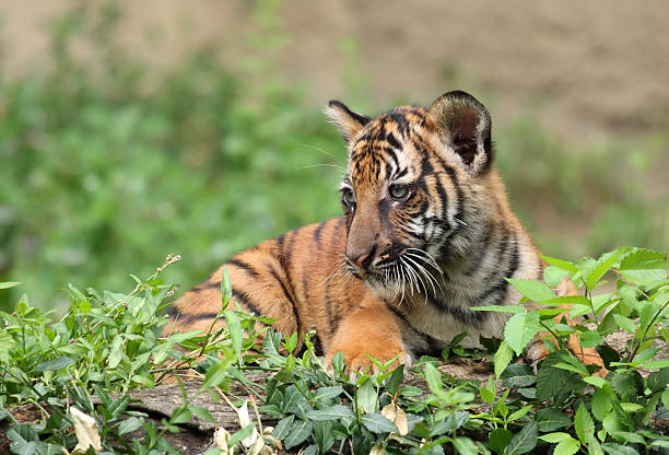 Tiger Cub stock photo