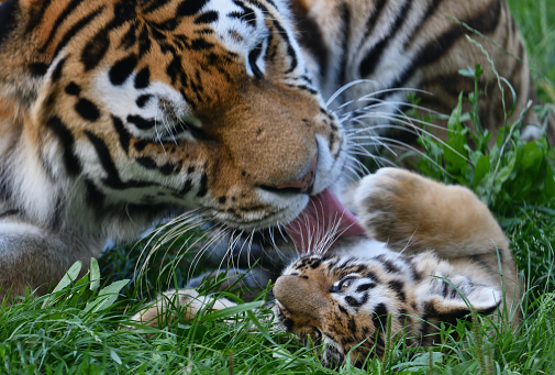 close-up of a  young siberian tiger with its mother