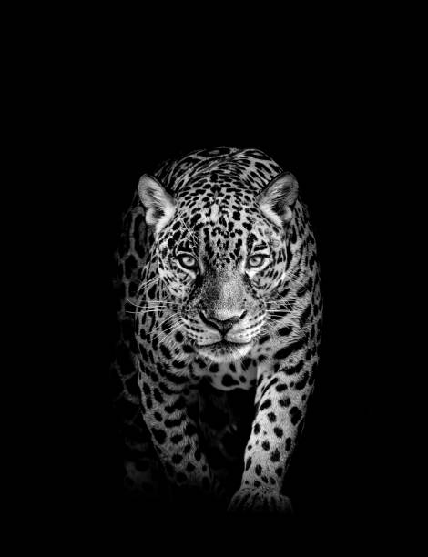 tiger ansikte profil , djur abstrakt - jaguar kattdjur bildbanksfoton och bilder