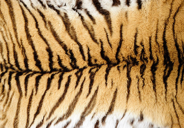 タイガーファー - 虎　模様 ストックフォトと画像