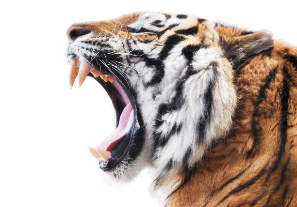 Tiger fury Furious tiger isolated on white background snarling stock pictures, royalty-free photos & images