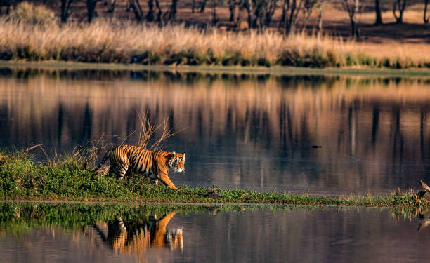 Tiger in its habitat Tiger in its habitat bengal tiger stock pictures, royalty-free photos & images