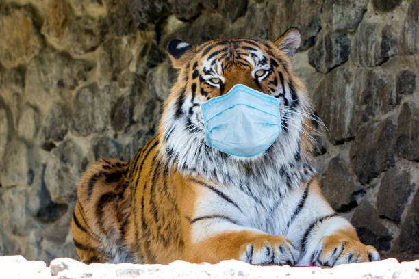 tiger in protective mask against a stone wall stock photo