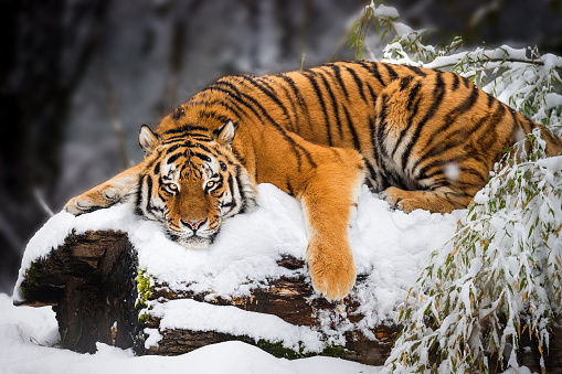 Siberian Tiger relaxing on snowy Tree Trunk