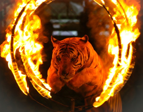 Tiger jumping through a burning ring