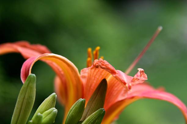 Tiger Lilies Close Up stock photo