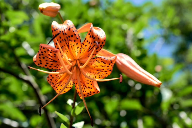 Tiger Lily flower in bloom. Beautiful orange flower with black dots in bloom under a bright summer sun stock photo