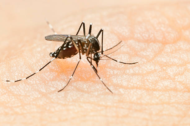 tiger mosquito tiger mosquito on skin. proboscis inserted and feeding. belly full with blood. dengue fever stock pictures, royalty-free photos & images