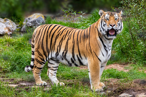Tiger, Animals In The Wild, Wildlife,Siberian tiger