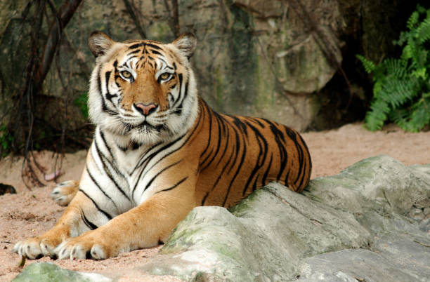 Best Crouching Tiger Stock Photos, Pictures & Royalty-Free Images - iStock