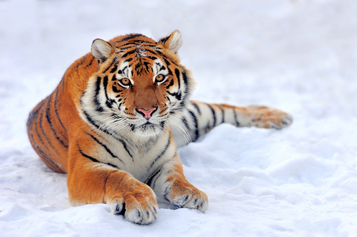 The Siberian tiger (Panthera tigris tigris) also called Amur tiger (Panthera tigris altaica) in the forest