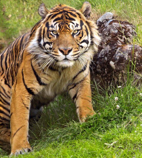Tiger Ready to Pounce stock photo