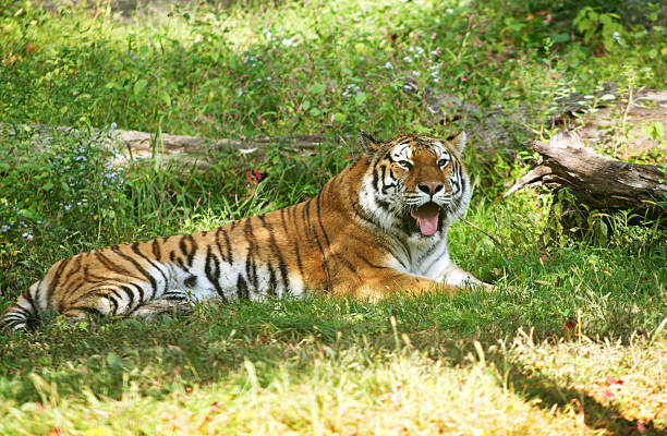 Tiger Resting In The Shade stock photo