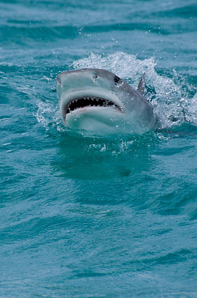Tiger Shark Attack stock photo