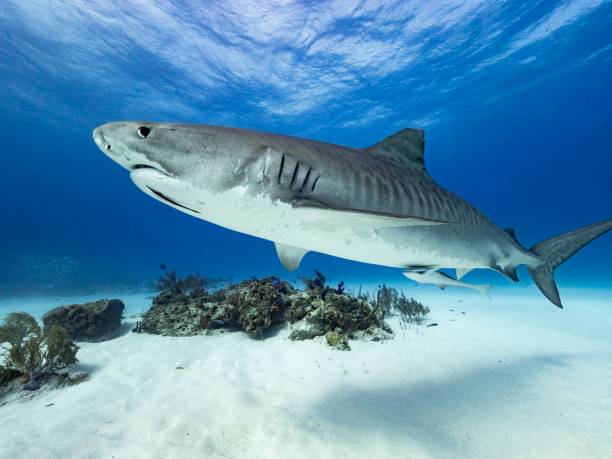 Tiger shark The tiger shark of Bahamas with his special dress tiger shark stock pictures, royalty-free photos & images
