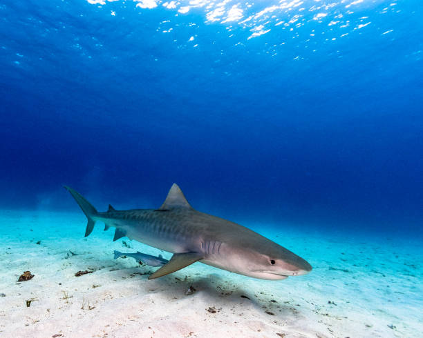 Tiger Shark stock photo