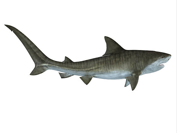 Tiger Shark Side View stock photo