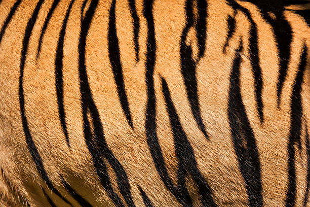 Tiger skin stock photo
