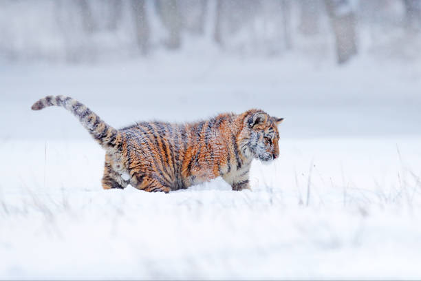 49,456 Siberia Winter Stock Photos, Pictures & Royalty-Free Images - iStock