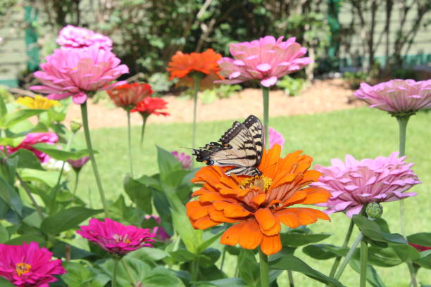 Tiger Swallowtail and flowers Yellow and black butterfly on orange Zinnia in flowerbed. Sunshine in the summer. Letchworth State Park. butterfly garden stock pictures, royalty-free photos & images