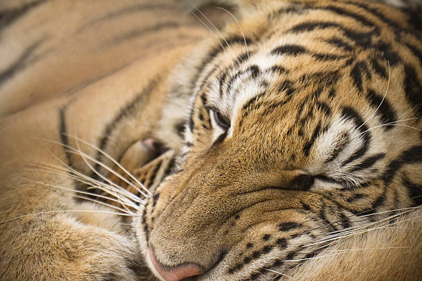 Tiger Thailand stock photo