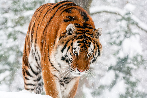 Siberian tiger in the winter snow. The tiger is walking slowly through the blizzard and staring into the camera. White snow highlights the orange color of its fur. In the background is a frozen forest.