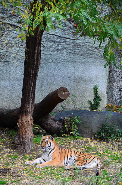 Tiger Where the Tree Has stock photo