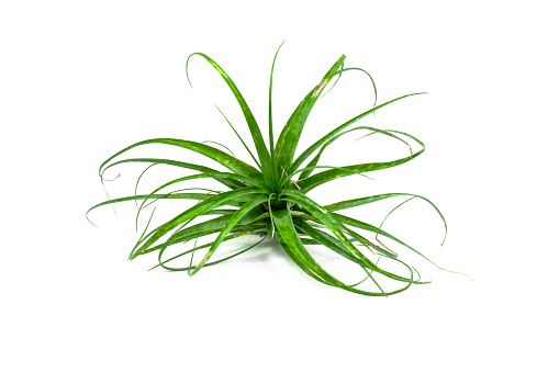 Tillandsia air plant isolated on white background. Tropical plant, bromeliad, close-up.