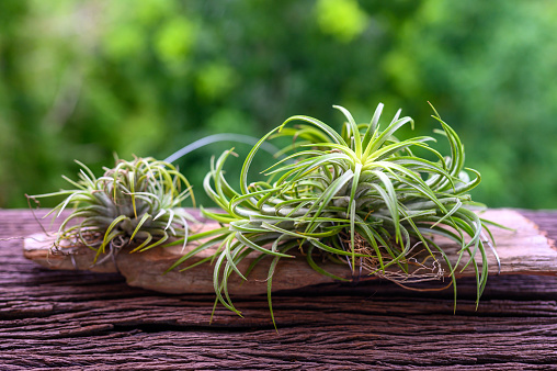 Tillandsia on wooden table with blur of background
