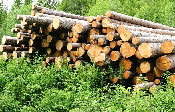 Timber logs stock photo