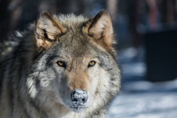um lobo da madeira fecha-se acima com neve em seu nariz - wolf portrait - fotografias e filmes do acervo