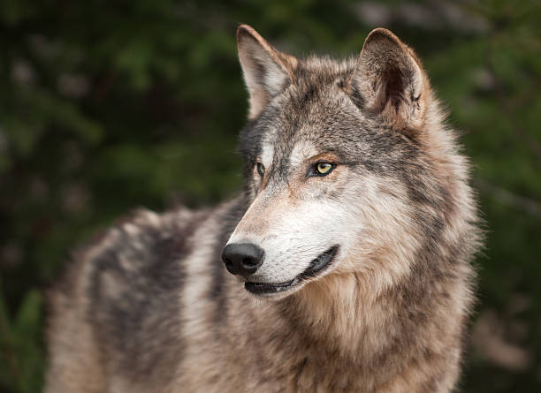 Timber Wolf (Canis lupus) Looks Left stock photo