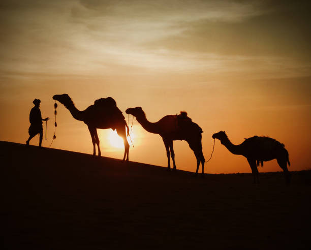 A camel caravan departs the legendary city of Timbuktu into the Sahara Desert at sunset. A return journey of forty days to the salt mines at Taoudenni travelling by night and navigating by the stars