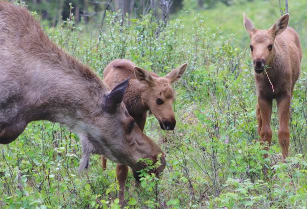 time for a snack A cow moose and her two young calves nibble on green leaves and shrubs near the visitor center in Denali National Park, Alaska. knobby knees stock pictures, royalty-free photos & images