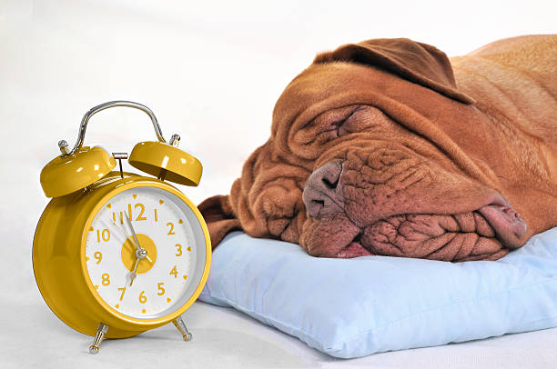 Time to Wake-Up? stock photo