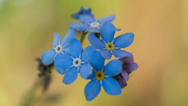 timelittle blue forget me not flowers, spring time. stock photo