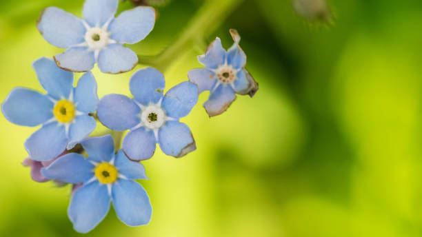 timelittle blue forget me not flowers, spring time. stock photo