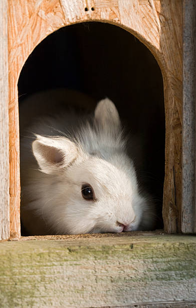 timid bunny "small white rabbit looks out of his stall," rabbit hutch stock pictures, royalty-free photos & images