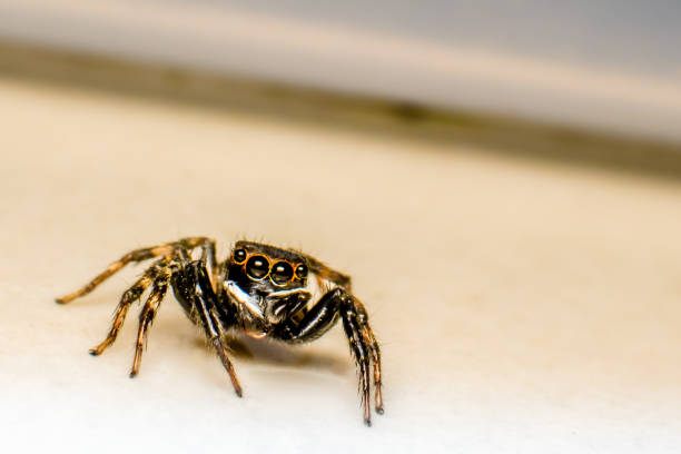 Tiny Black Spider stock photo