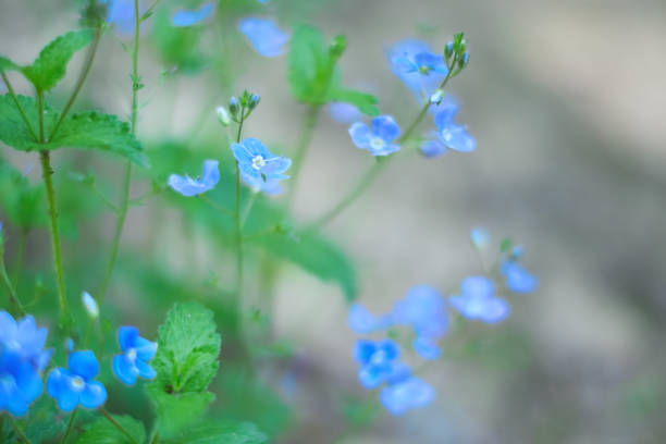 Tiny blue wildflowers floral bokeh stock photo