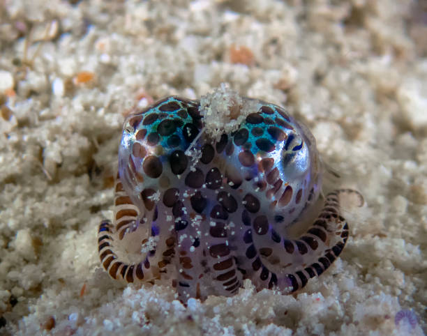 A tiny Bobtail Squid (Sepiolida sp.) on the sea floor A tiny Bobtail Squid (Sepiolida sp.) on the sea floor bobtail squid stock pictures, royalty-free photos & images