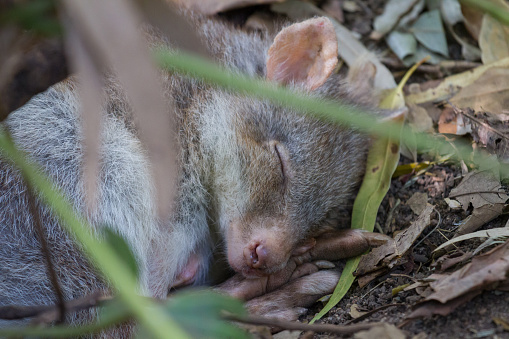 Tiny Cute Potoroo Sleeps On The Forest Floor Stock Photo