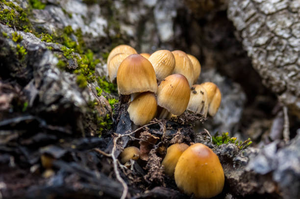 Tiny forest mushrooms stock photo