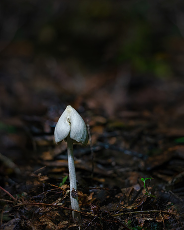Tiny mushroom growing in forest. Vertical format.