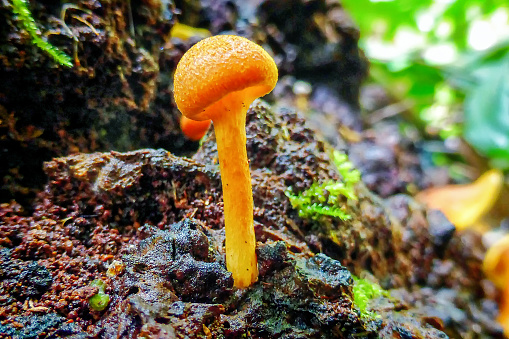 Tiny orange fungus growing on old timber in tropical rain forest