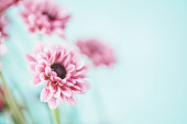 Tiny pink chrysanthemums against blue background