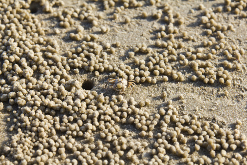 Tiny sand bubbler crab
