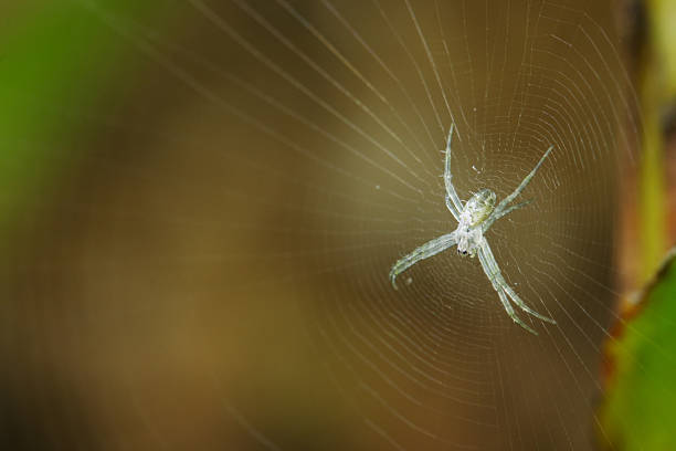 Tiny Spider on the web stock photo