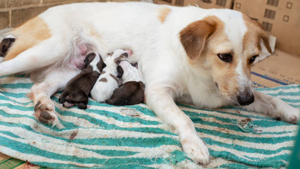 A tired but otherwise healthy female dog breastfeeding her puppies at a makeshift whelping area made of cardboard boxes and towels. stock photo