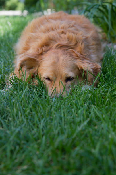 Tired dog Tired dog resting on a grass in a yard golden cocker retriever puppies stock pictures, royalty-free photos & images